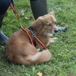 Correa Extensible Elástica con Acolchado para Canicross - Imagen 2