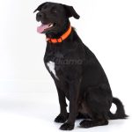 Collar con Luz Flash Talla M/L 40-55 cm Naranja - Imagen 2