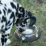 Cuenco de Acero Inoxidable Talla M - Imagen 2