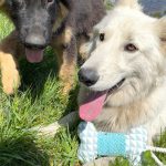 Hueso Sonoro de Dos Materiales - Imagen 2