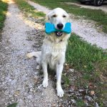 Hueso Dental Sonoro - Imagen 2