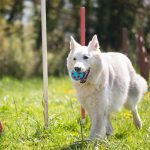 Bola Dental - Imagen 2