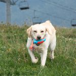 Balón Rugby de Dos Materiales - Imagen 2