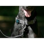 Collar Premium Gris XL - Imagen 2