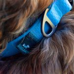 Collar Premium Azul XL - Imagen 2