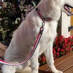 Correa Azul Blanco Rojo 150 cm - Imagen 4