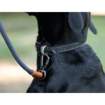 Collar Hebilla Negro Talla S 20-29 cm - Imagen 4