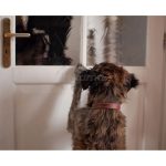 Collar Hebilla Marrón Talla M 34-41 cm - Imagen 4