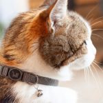 Collar Cascabel Gris para Gatos 20-30 cm - Imagen 4